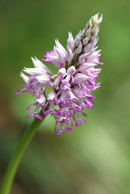 Orchis simia?